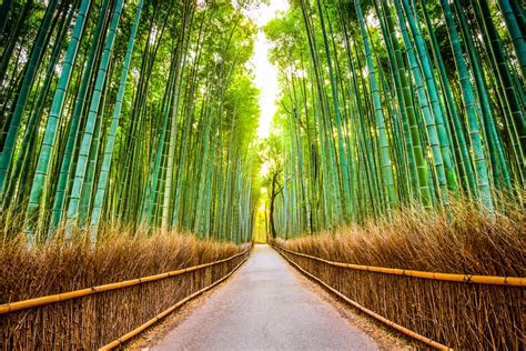 La Forêt de Bambous de Liupanshui: Un labyrinthe vert émeraude et une symphonie rustling de feuilles!